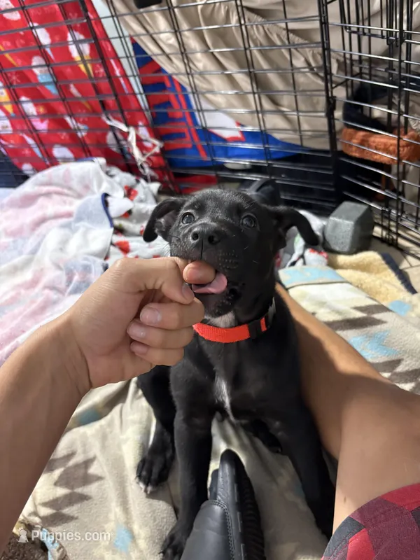 Red – Alaskan Husky, Labrador Retriever puppy for sale in Port Saint Lucie, FL