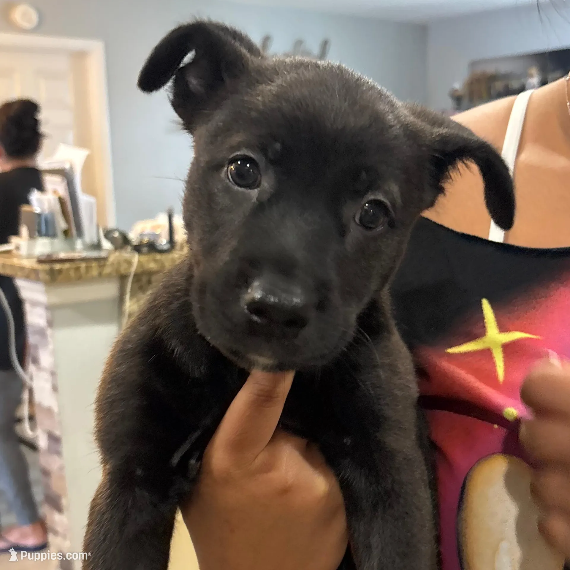 Grey, a female Alaskan Husky and Labrador Retriever for sale in Port Saint Lucie, FL – Photo 1 of 2
