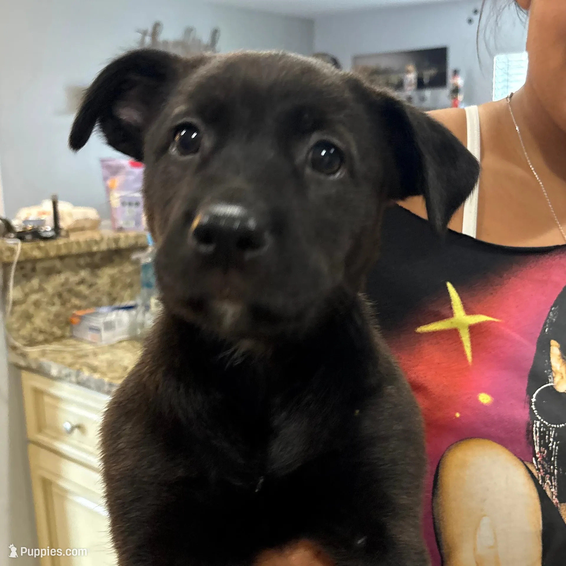 Grey, a female Alaskan Husky and Labrador Retriever for sale in Port Saint Lucie, FL – Photo 2 of 2