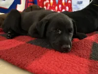 Blackie , a male Alaskan Husky and Labrador Retriever for sale in Port Saint Lucie, FL – Photo 3 of 3