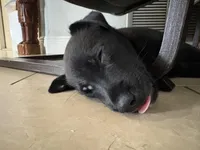 Blackie , a male Alaskan Husky and Labrador Retriever for sale in Port Saint Lucie, FL – Photo 2 of 3