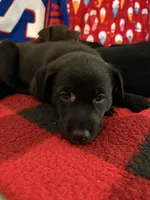 Blackie , a male Alaskan Husky and Labrador Retriever for sale in Port Saint Lucie, FL – Photo 1 of 3