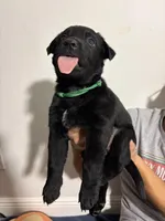 Green, a female Alaskan Husky and Labrador Retriever for sale in Port Saint Lucie, FL – Photo 1 of 2