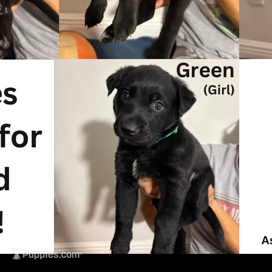 Green, a female Alaskan Husky and Labrador Retriever for sale in Port Saint Lucie, FL – Photo 2 of 2