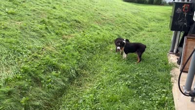 Bear, a male Miniature Australian Shepherd for sale in Fresno, OH – 6 of 7