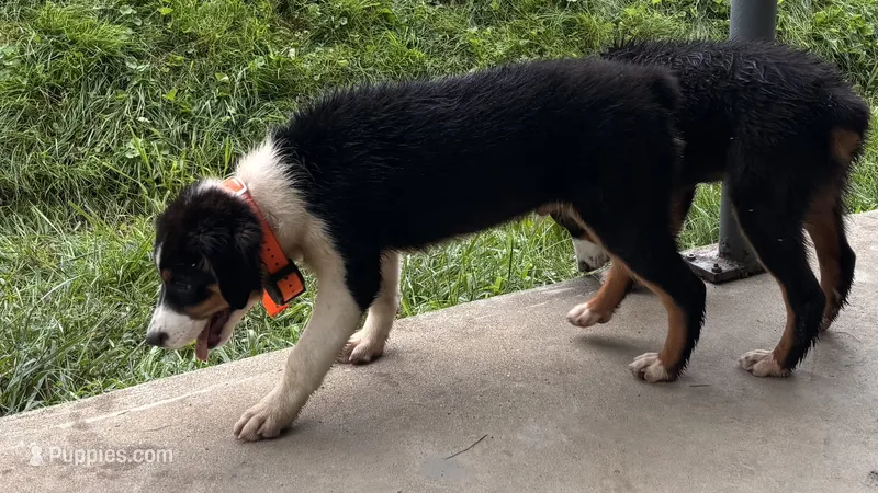 #7 Bear – Miniature Australian Shepherd puppy for sale in Fresno, OH