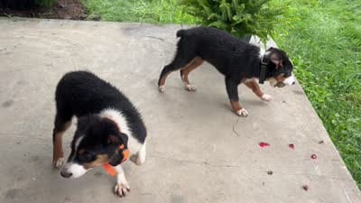 Gus, a male Miniature Australian Shepherd for sale in Fresno, OH – 8 of 8