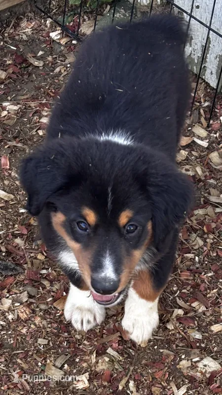 Sam – Miniature Australian Shepherd puppy for sale in Fresno, OH