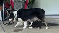 #11 Black Tri Male, a male Miniature Australian Shepherd for sale in Fresno, OH – 8 of 10