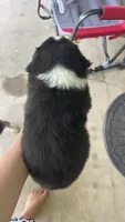 #6 Black Tri Male, a male Miniature Australian Shepherd for sale in Fresno, OH – 2 of 10
