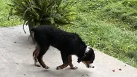 Gus, a male Miniature Australian Shepherd for sale in Fresno, OH – 6 of 8