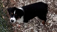 #7 Bear, a male Miniature Australian Shepherd for sale in Fresno, OH – 3 of 10