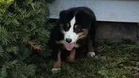 #8 Gus, a male Miniature Australian Shepherd for sale in Fresno, OH – 4 of 10