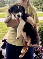 Bear, a male Miniature Australian Shepherd for sale in Fresno, OH – 2 of 7