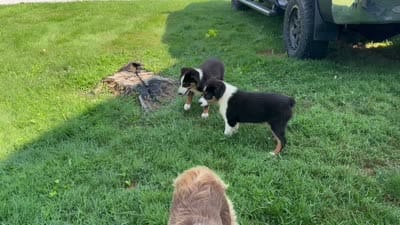 #10 Winston, a male Miniature Australian Shepherd for sale in Fresno, OH – 7 of 10