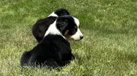 #1 Sadie, a female Miniature Australian Shepherd for sale in Fresno, OH – 3 of 10