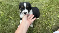 #7 Bear, a male Miniature Australian Shepherd for sale in Fresno, OH – 3 of 5