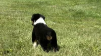 #11 Hank, a male Miniature Australian Shepherd for sale in Fresno, OH – 2 of 8