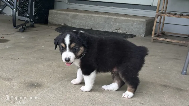 #6 Black Tri Male – Miniature Australian Shepherd puppy for sale in Fresno, OH