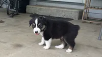 #6 Black Tri Male, a male Miniature Australian Shepherd for sale in Fresno, OH – 6 of 10