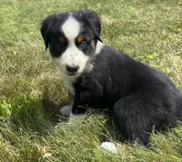 #1 Sadie, a female Miniature Australian Shepherd for sale in Fresno, OH – 5 of 10