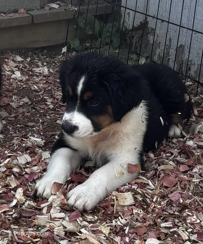#7 Bear – Miniature Australian Shepherd puppy for sale in Fresno, OH