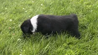 #11 Black Tri Male, a male Miniature Australian Shepherd for sale in Fresno, OH – 6 of 10