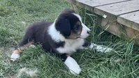#5 Beau, a male Miniature Australian Shepherd for sale in Fresno, OH – 2 of 8