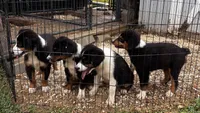 #10 Winston, a male Miniature Australian Shepherd for sale in Fresno, OH – 6 of 10