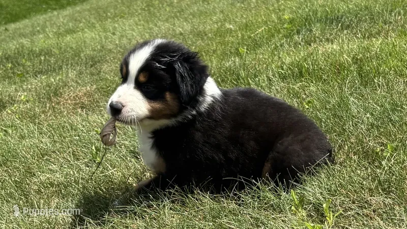 #8 Black Tri Male – Miniature Australian Shepherd puppy for sale in Fresno, OH