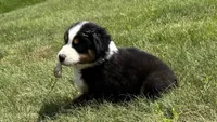 #8 Gus, a male Miniature Australian Shepherd for sale in Fresno, OH – 1 of 10