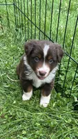 #3 Red Tri Female, a female Miniature Australian Shepherd for sale in Fresno, OH – 1 of 9