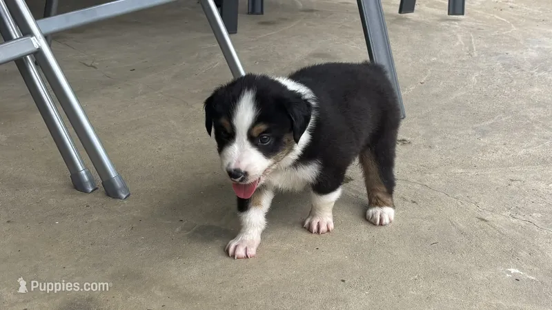 #5 Black Tri Male – Miniature Australian Shepherd puppy for sale in Fresno, OH