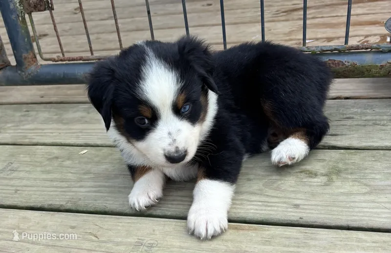 #1 Black Tri Female – Miniature Australian Shepherd puppy for sale in Fresno, OH