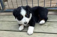 #1 Black Tri Female, a female Miniature Australian Shepherd for sale in Fresno, OH – 2 of 8