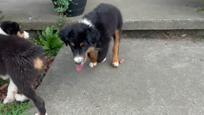 #10 Winston, a male Miniature Australian Shepherd for sale in Fresno, OH – 8 of 10