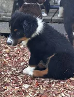 #10 Winston, a male Miniature Australian Shepherd for sale in Fresno, OH – 4 of 10