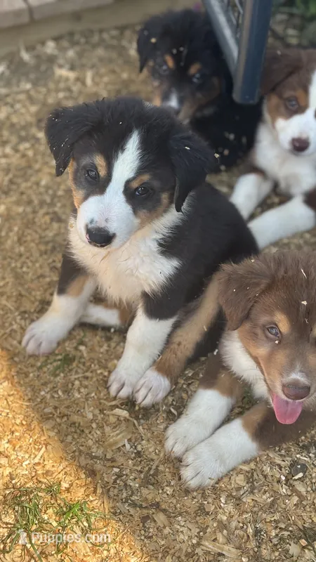 #5 Beau – Miniature Australian Shepherd puppy for sale in Fresno, OH