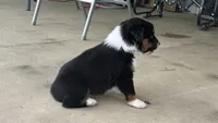 #11 Black Tri Male, a male Miniature Australian Shepherd for sale in Fresno, OH – 2 of 10