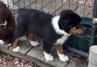 Sam, a male Miniature Australian Shepherd for sale in Fresno, OH – 2 of 6