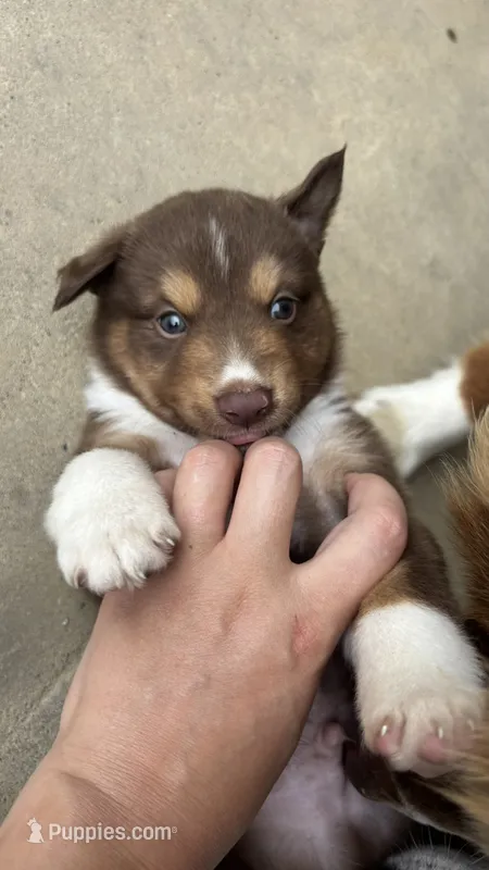 #2 Red Tri Male – Miniature Australian Shepherd puppy for sale in Fresno, OH