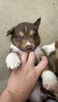#2 Red Tri Male, a male Miniature Australian Shepherd for sale in Fresno, OH – 1 of 9