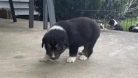 #9 Black Tri Male, a male Miniature Australian Shepherd for sale in Fresno, OH – 3 of 8