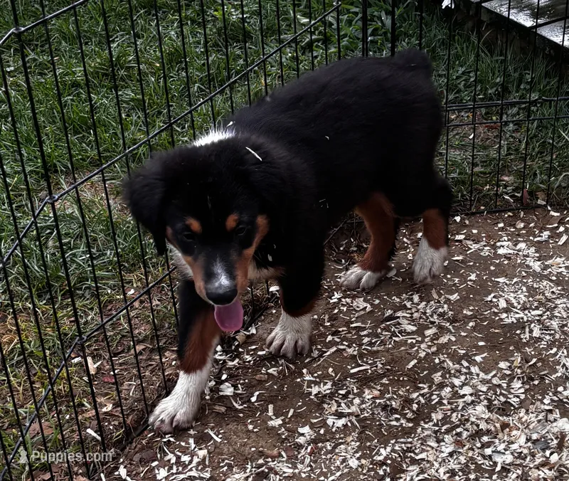 Sam – Miniature Australian Shepherd puppy for sale in Fresno, OH