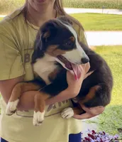 Gus, a male Miniature Australian Shepherd for sale in Fresno, OH – 3 of 8