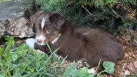 #4 Lily, a female Miniature Australian Shepherd for sale in Fresno, OH – 2 of 8