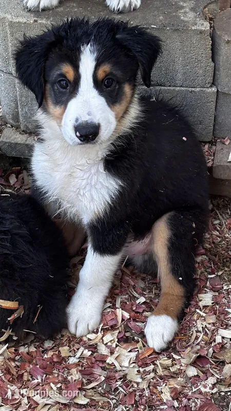 #5 Beau – Miniature Australian Shepherd puppy for sale in Fresno, OH