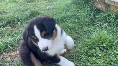 #5 Beau, a male Miniature Australian Shepherd for sale in Fresno, OH – 6 of 8