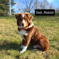 #7 Bear, a male Miniature Australian Shepherd for sale in Fresno, OH – 9 of 10