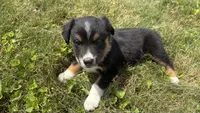 #11 Hank, a male Miniature Australian Shepherd for sale in Fresno, OH – 3 of 8